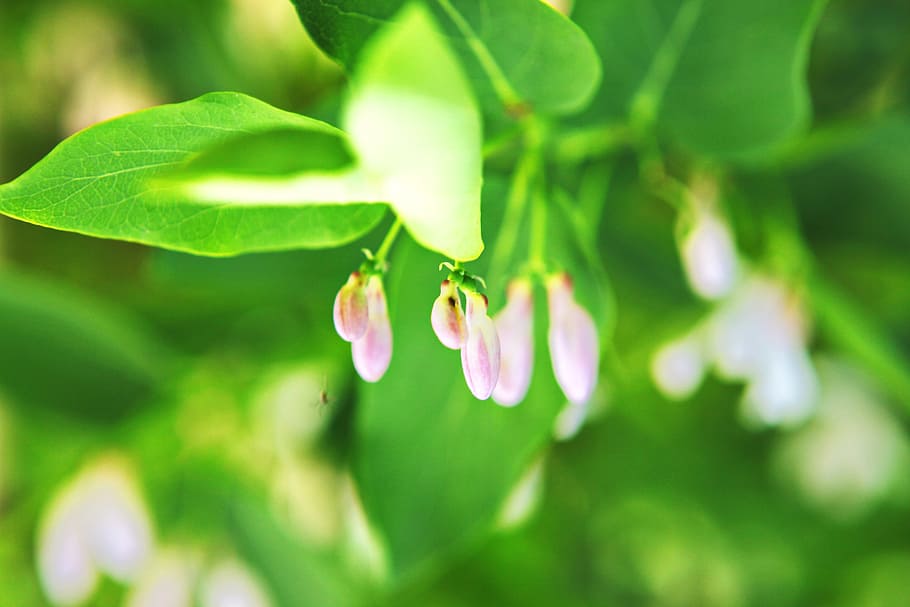 beautiful, blossom, bright, bunch, closeup, detail, flora, floral HD wallpaper