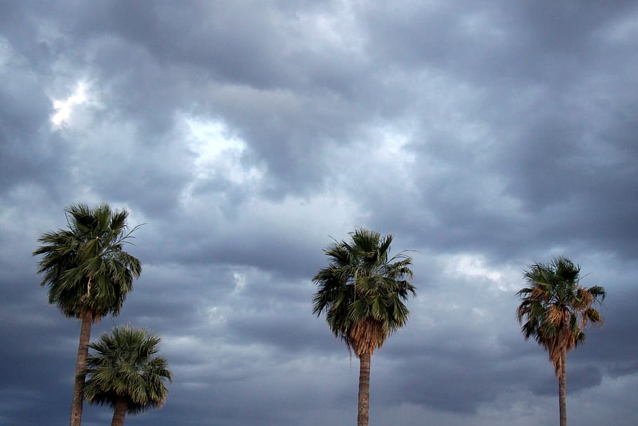 united states, phoenix, palms, clouds, cloud - sky, tree, storm HD wallpaper