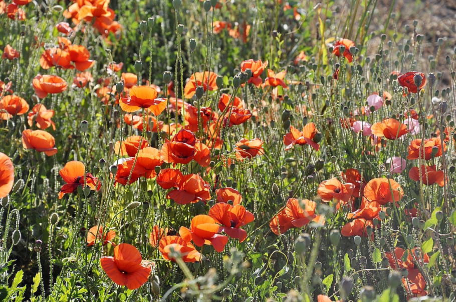 orange flower field, poppy, flora, blossom, plant, malta, outdoors HD wallpaper