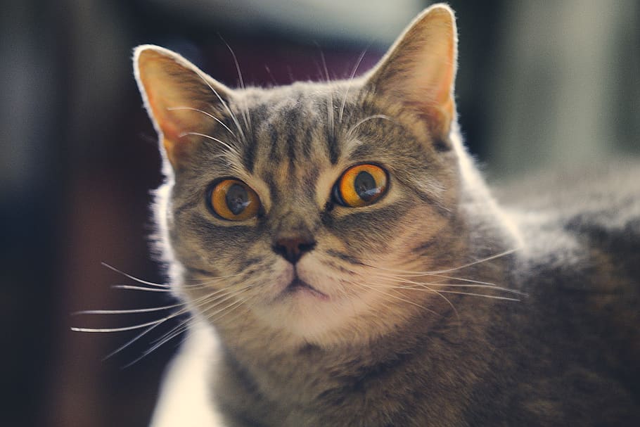 cat, domestic, animal themes, domestic cat, pets, mammal, domestic animals HD wallpaper