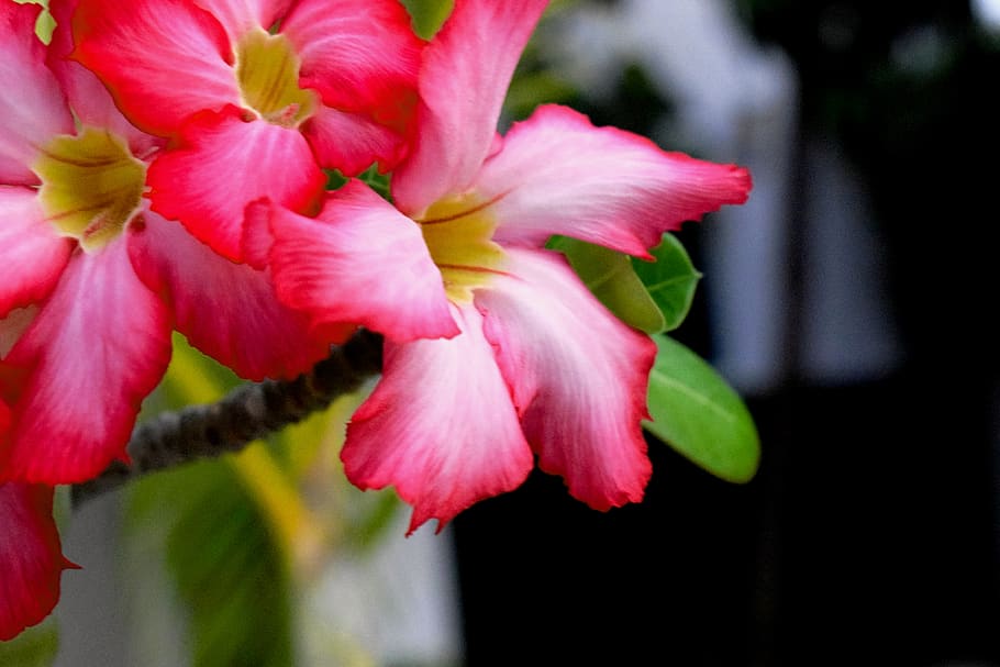 méxico, flower, colors, flowering plant, beauty in nature HD wallpaper
