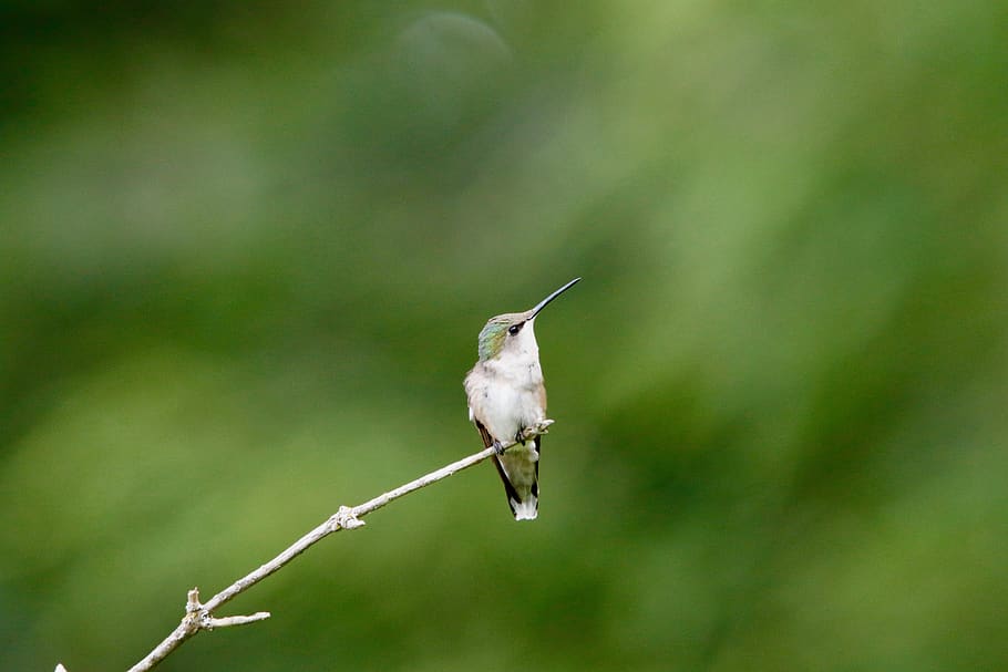 king fisher perched on branch, bird, animal, hummingbird, bee eater, HD wallpaper