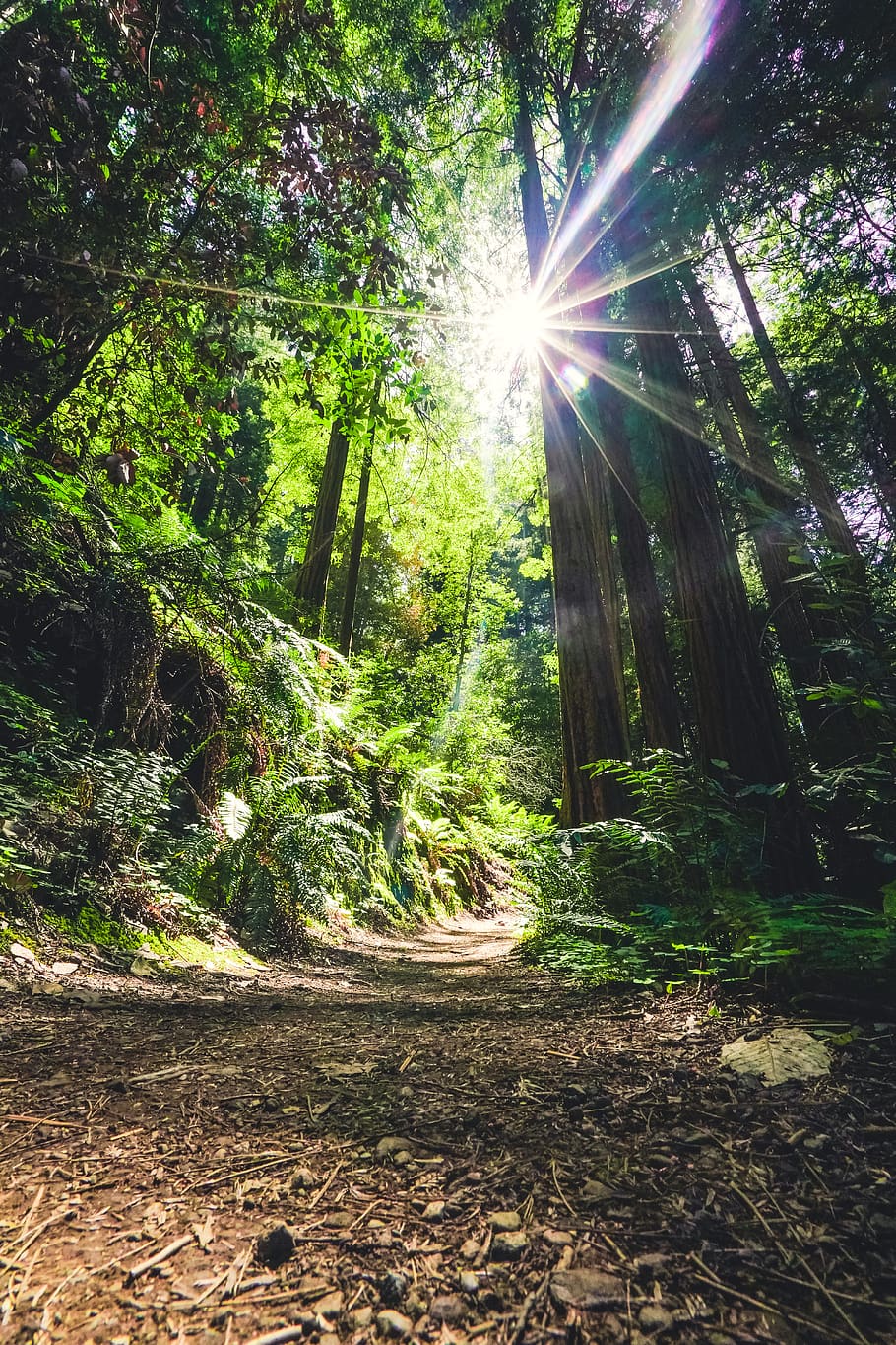 trees and sunlight, plant, sunbeam, forest, land, lens flare HD wallpaper