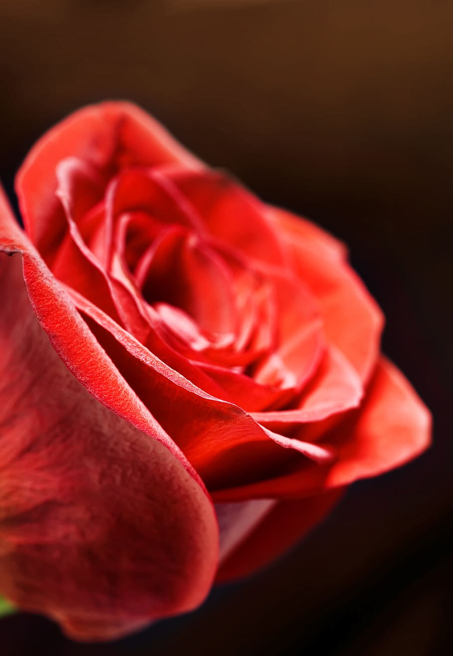 rose, red, stem, background, decoration, concept, closeup, green, HD wallpaper