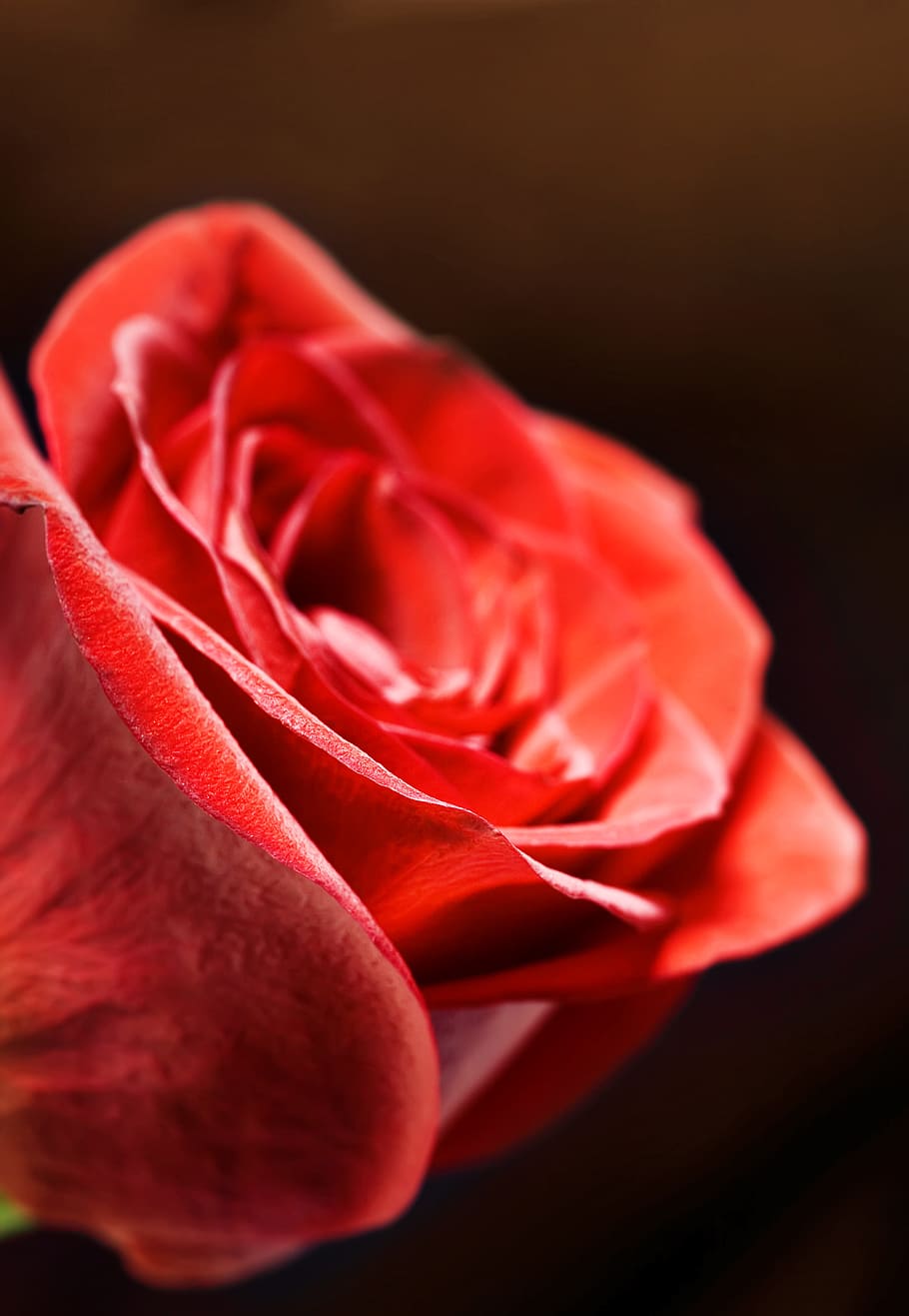 rose, red, stem, background, decoration, concept, closeup, green HD wallpaper