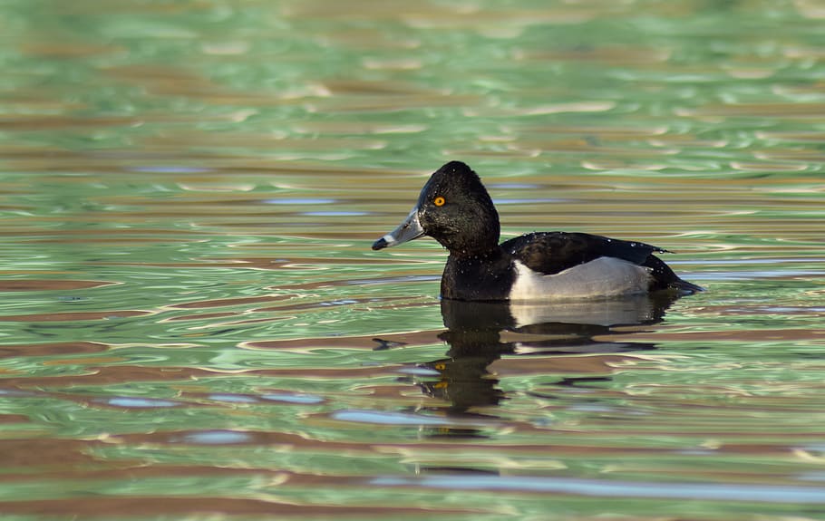 duck, river, water, bird, animals in the wild, animal wildlife HD wallpaper