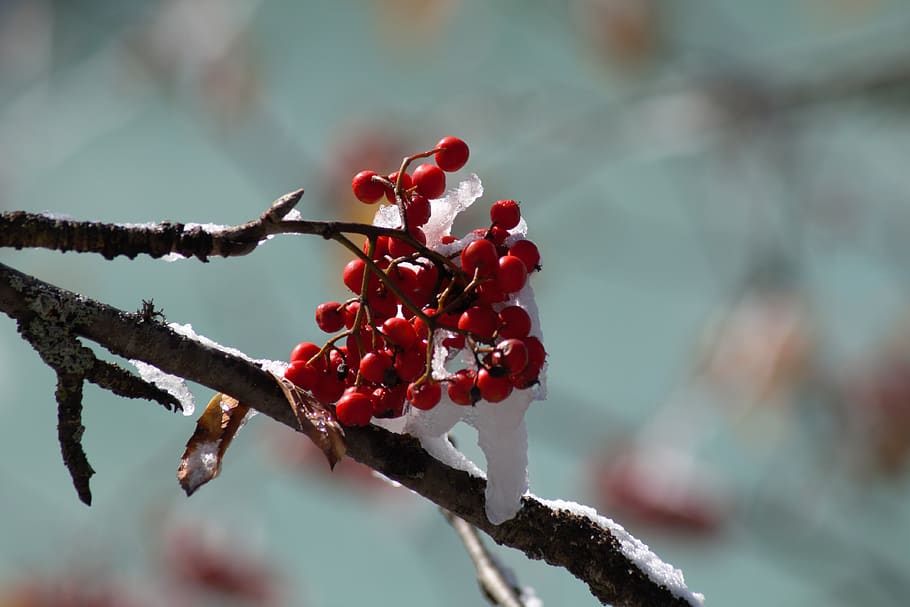 mountain ash, rowan, winter, red, nature, macro, close up, winter blast, HD wallpaper