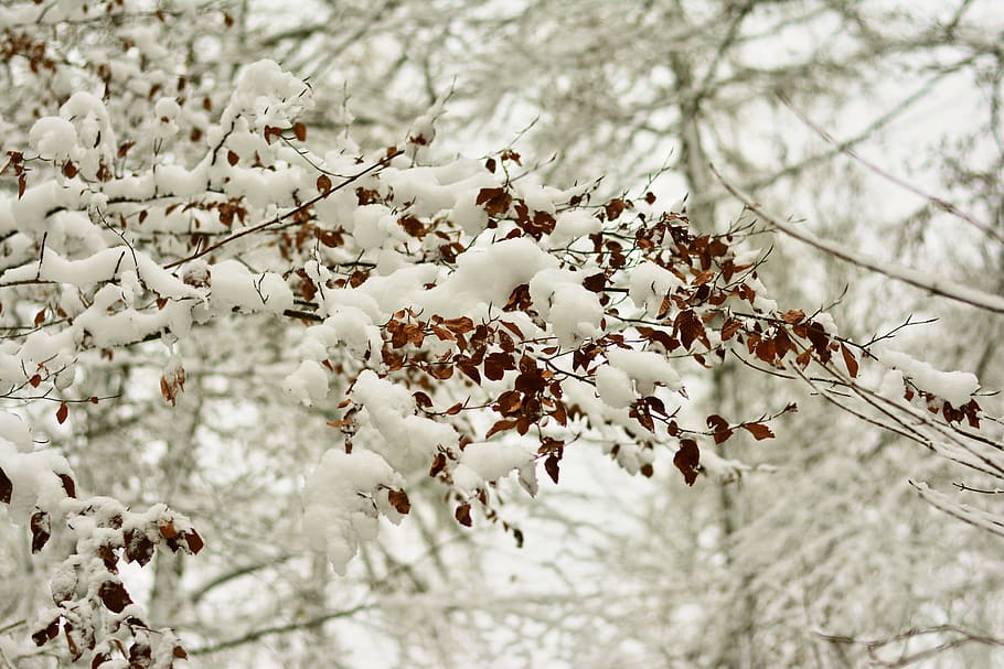 winter, snow, snowy, branch, tree, winter mood, wintry, snowfall HD wallpaper