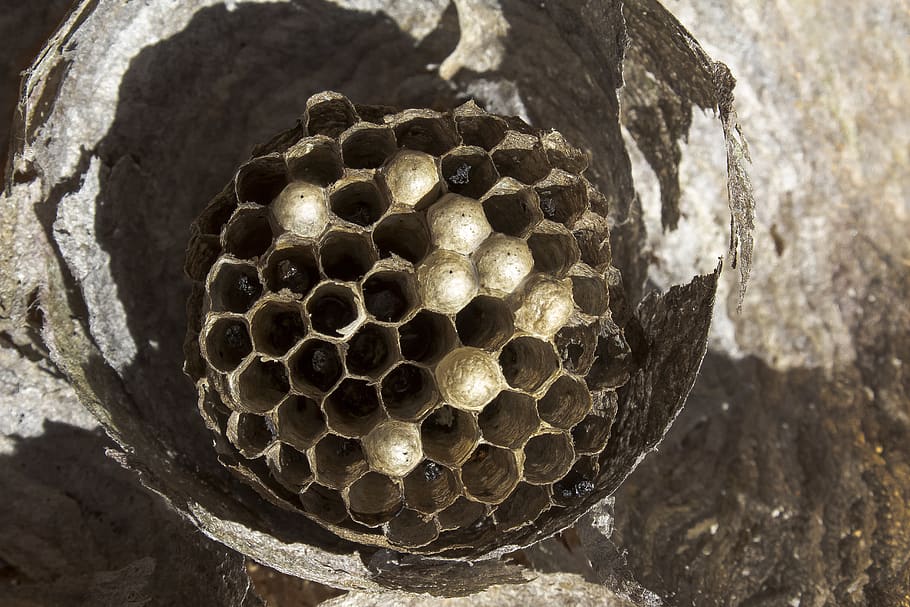 the hive, combs, nest, nature, wasps dwelling, honeycomb structure HD wallpaper