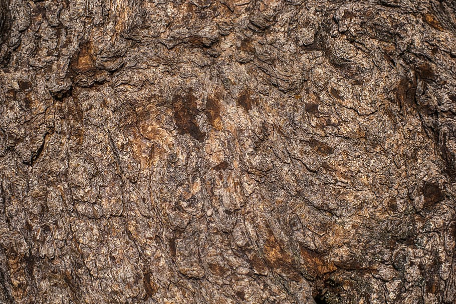 bark, tree, wood, texture, structure, backgrounds, full frame HD wallpaper