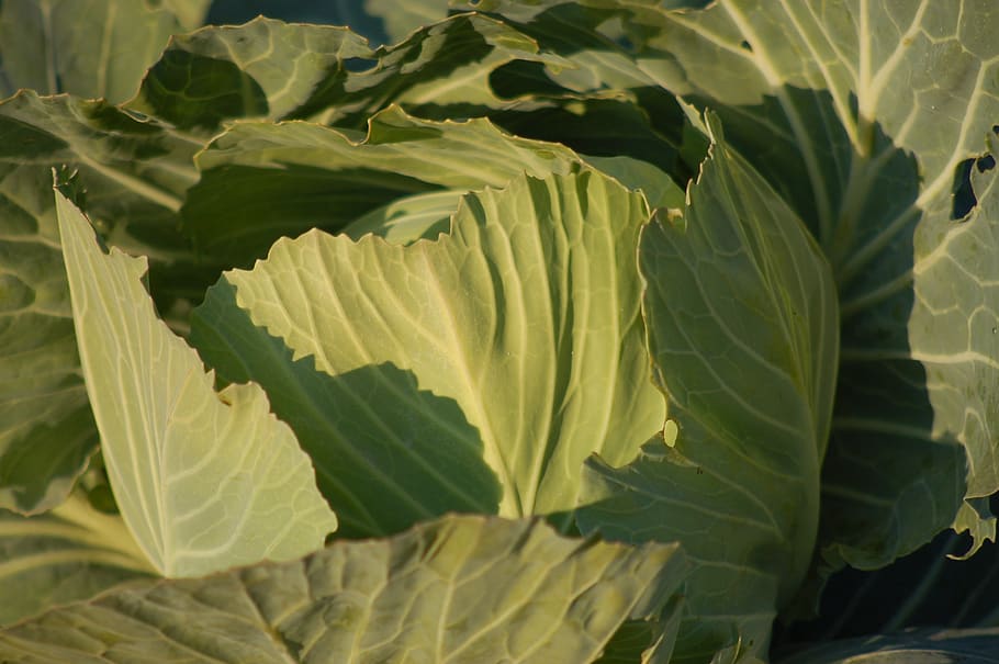 cabbage, garden, winter, gardens, agriculture, vegetables, vegetation HD wallpaper