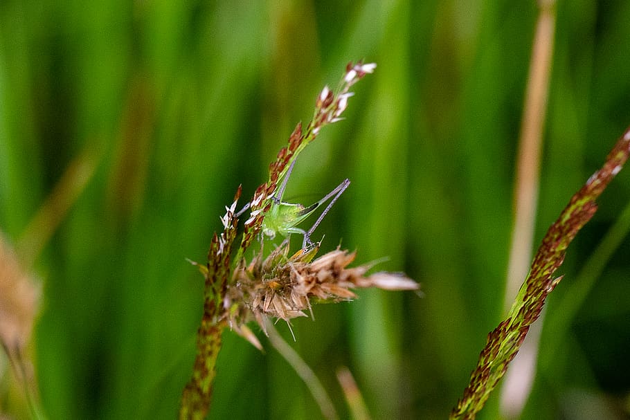plant, animals in the wild, animal wildlife, close-up, insect HD wallpaper