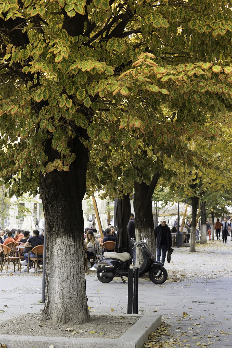 romania, cluj-napoca, evening, day, trees, street, city, autumn, HD wallpaper