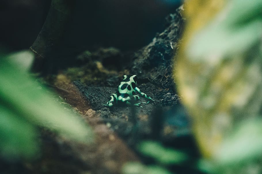 selective-focus photograph of frog, selective focus, animals in the wild HD wallpaper