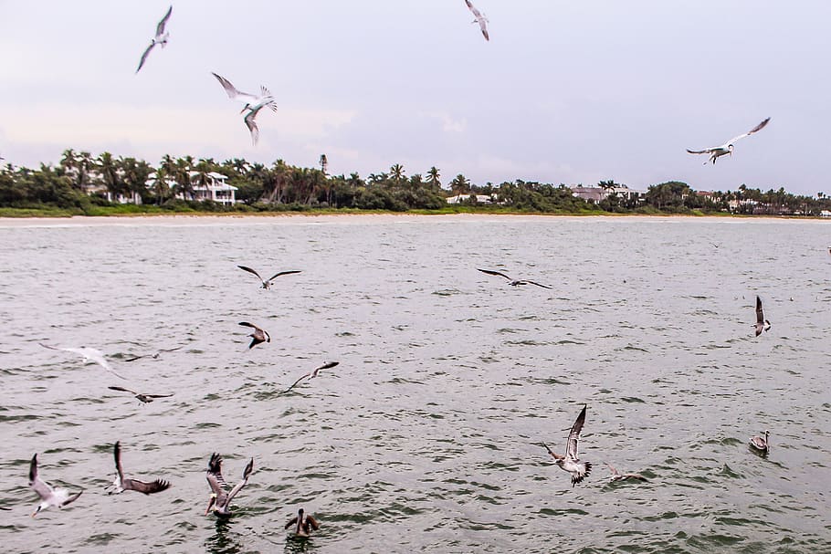gray birds flying beside body of water, animal, waterfowl, naples, HD wallpaper