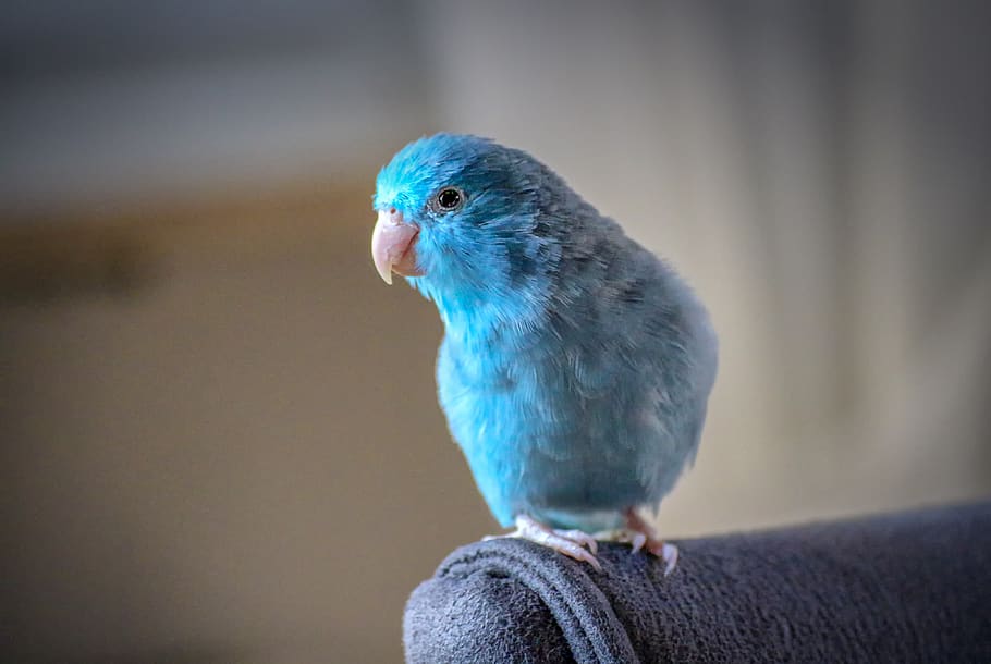 animals, parrotlet, blue, bill, plumage, feather, bird, small HD wallpaper