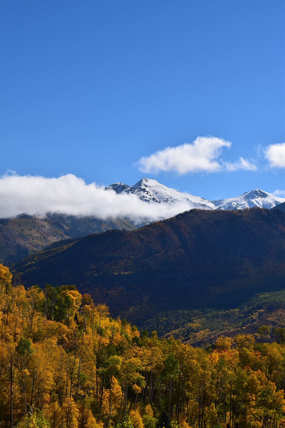Forest with Mountains in the Background, clouds, daylight, fall colors HD wallpaper