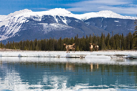 jasper, canada, nature, river, mountains, explore jasper, elk HD wallpaper