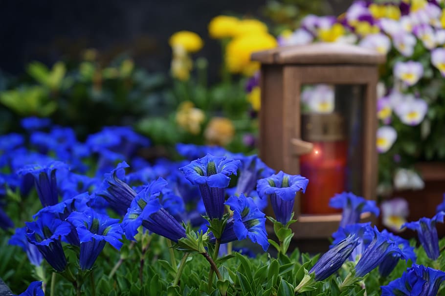 flower, cemetery, mourning, light, blue, sad, plant, garden HD wallpaper