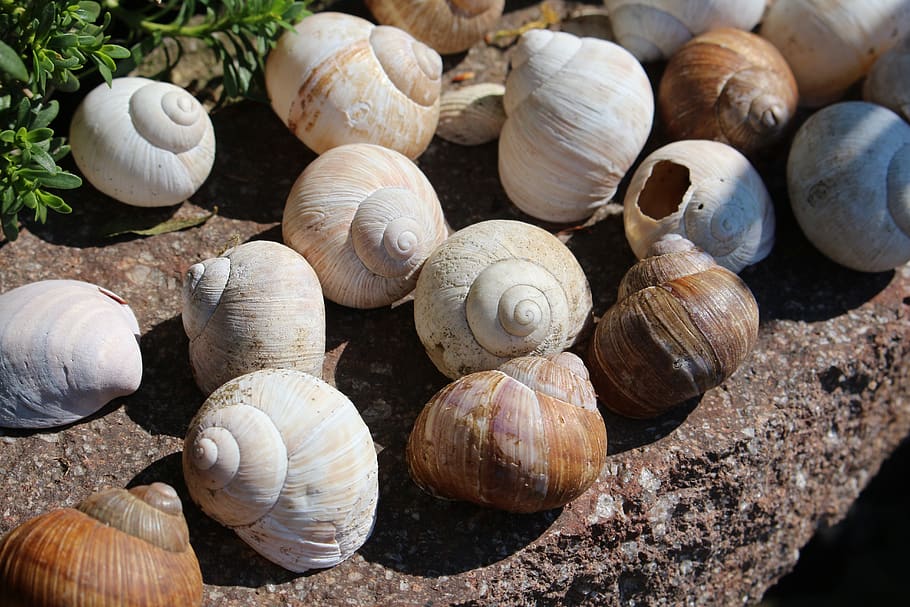 garden, snails, summer, shell, nature, animal shell, animal wildlife HD wallpaper