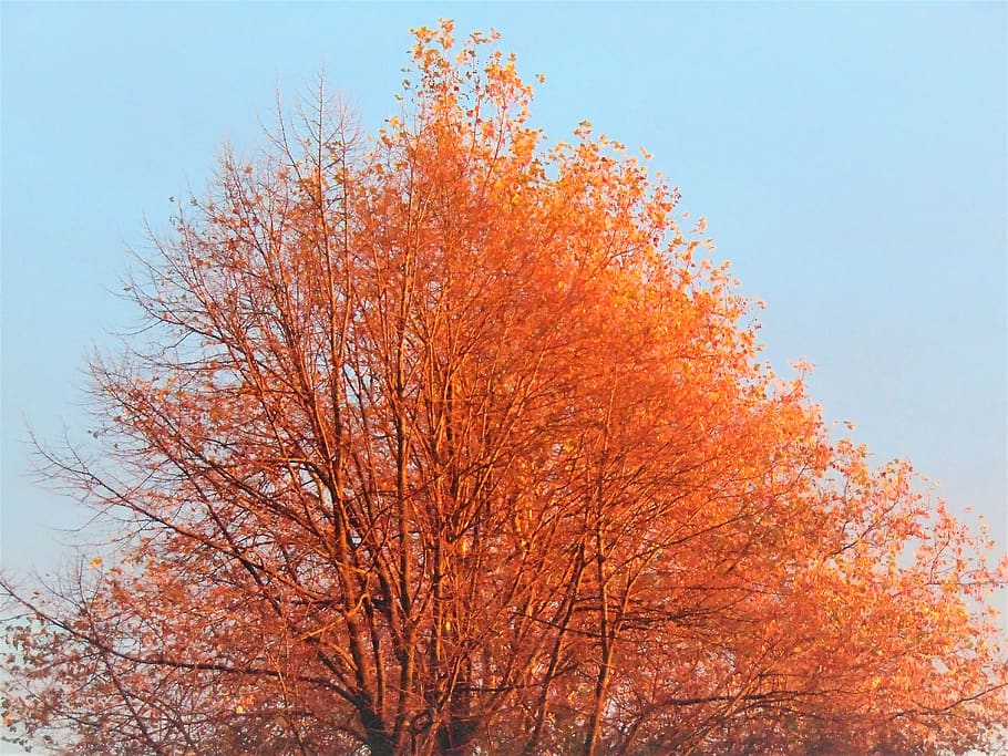 tree, sun, sky, sunrise, experimental, low angle view, plant HD wallpaper