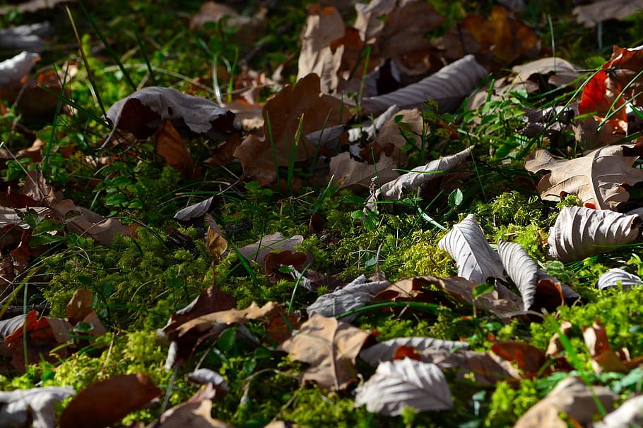 dry, leave, fallen, leaf, dead, nature, autumn, land, plant HD wallpaper