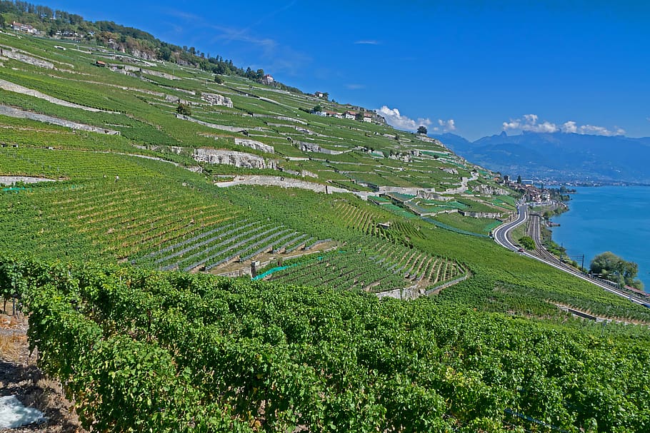 vines, vineyard, wine, wine red, grapevine, lake geneva, laveaux HD wallpaper