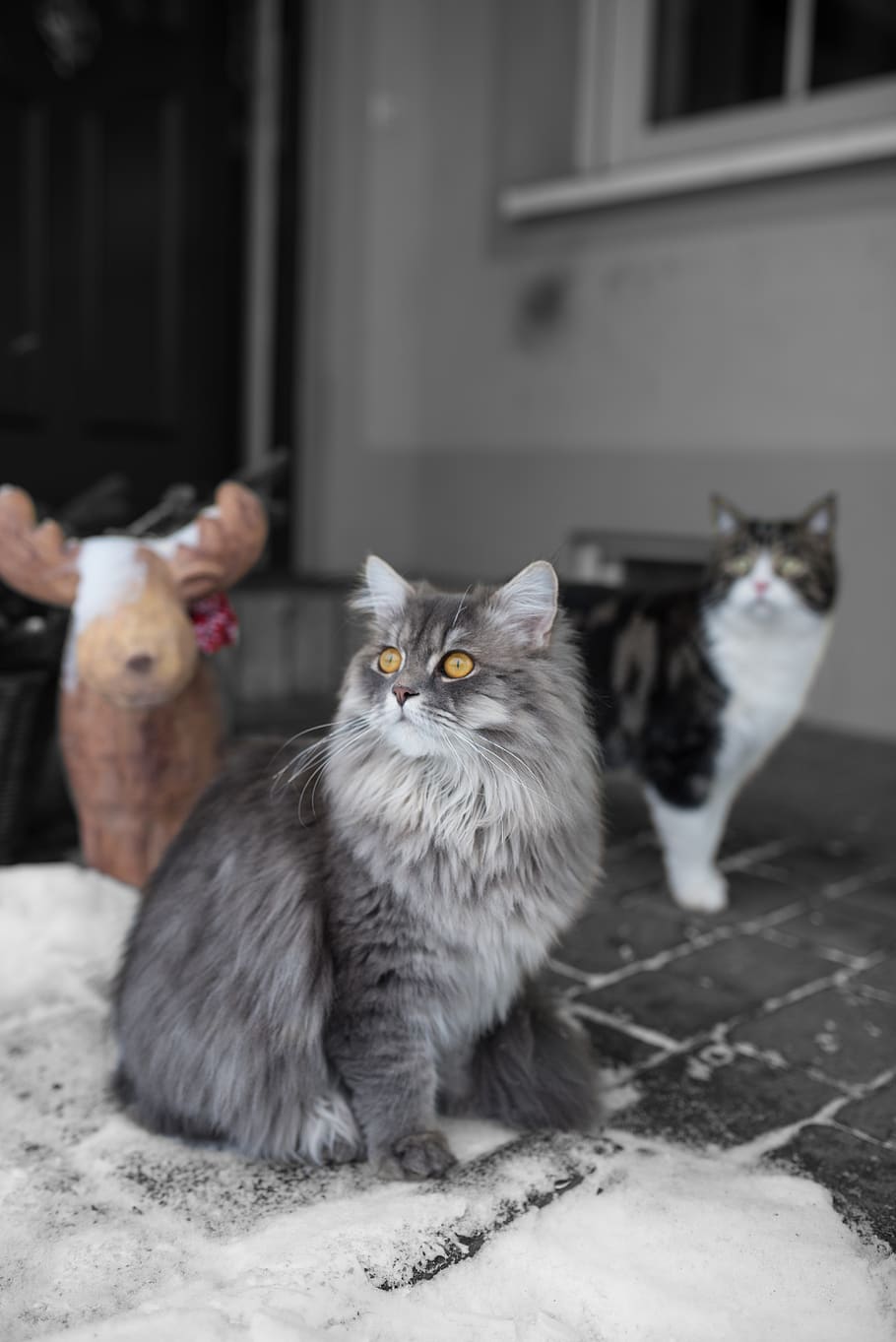 cat, persians, pet, cute, furry, fluffy, cat face, sweet, cat portrait HD wallpaper