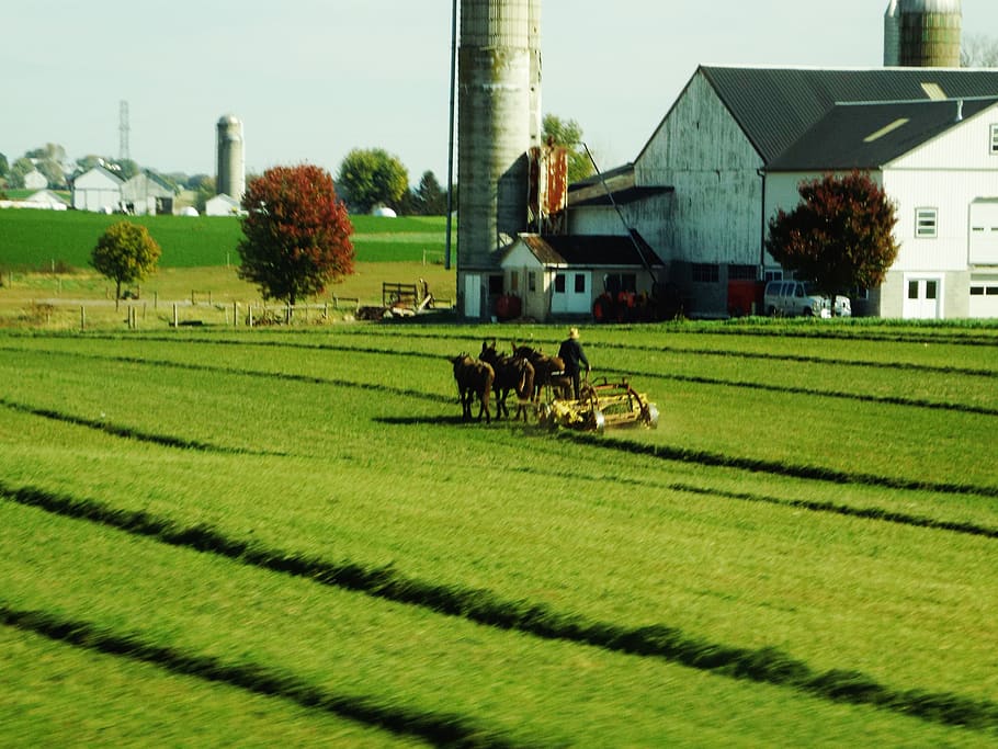 amish-farmer, tractor, plant, domestic animals, mammal, animal themes HD wallpaper