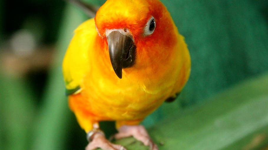 bird, parrot, animal themes, one animal, vertebrate, animal wildlife HD wallpaper
