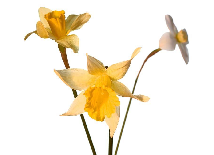 white, isolated, flower, closeup, detail, flora, floral, flores HD wallpaper