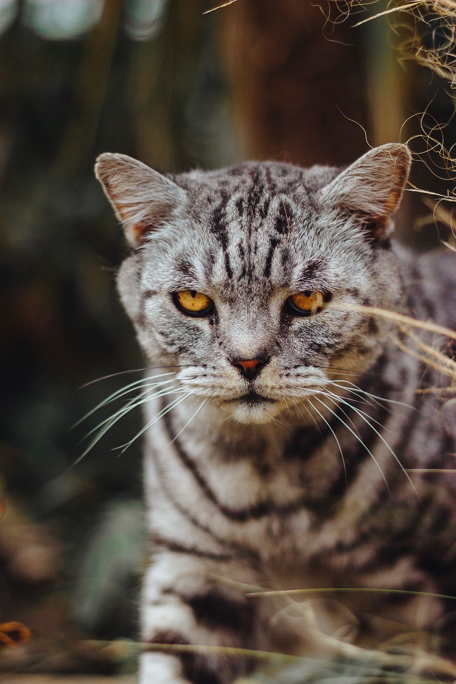 silver tabby cat, animal themes, one animal, feline, mammal, pets HD wallpaper