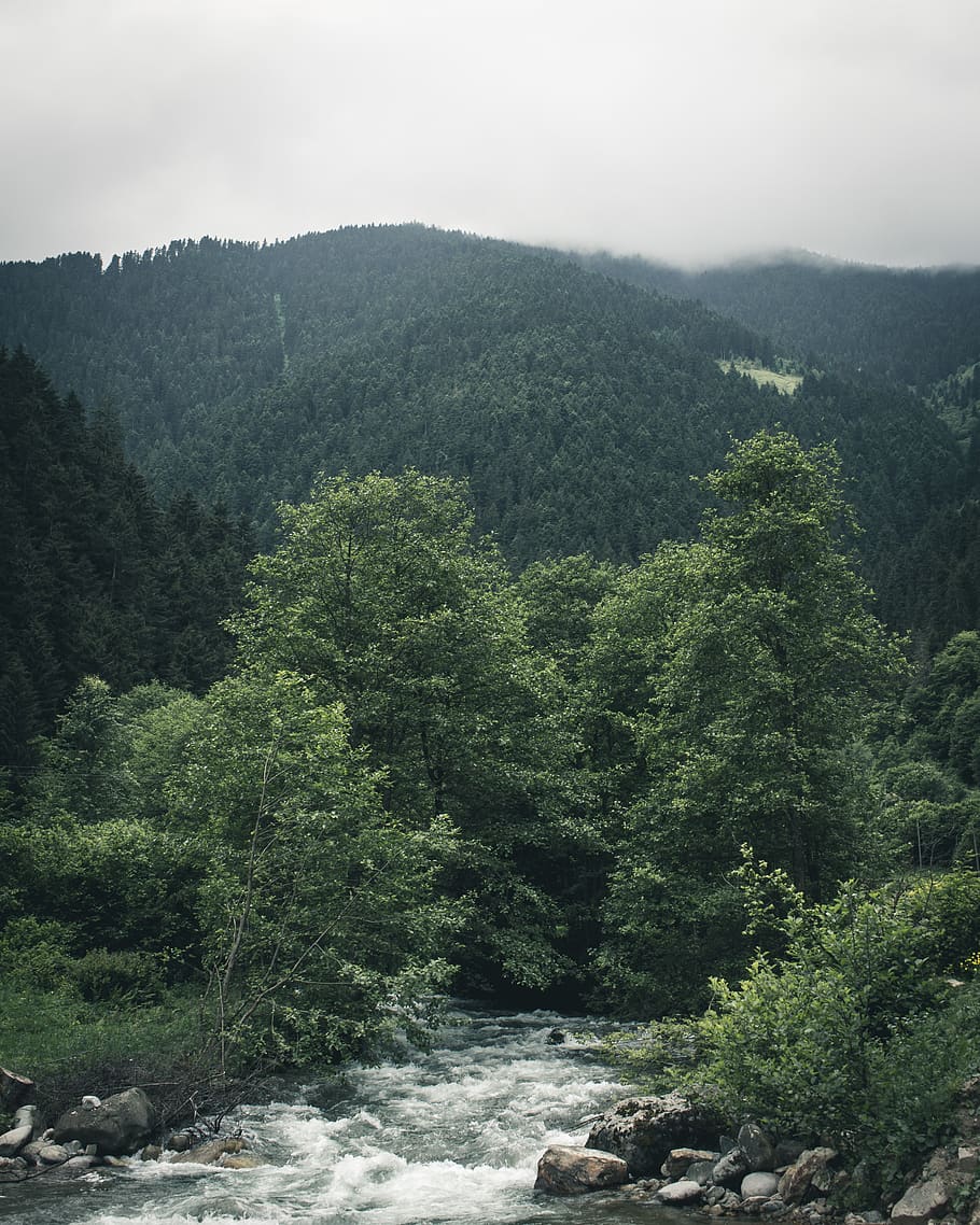 Green Mountain, fog, landscape, nature, outdoors, rainforest HD wallpaper