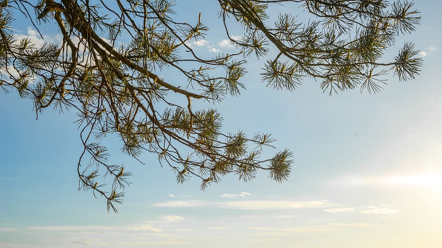 tree under blue sky at daytime, plant, conifer, larch, pine, sun HD wallpaper