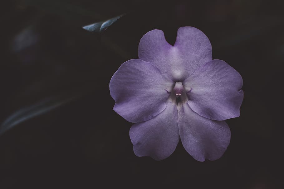 pink flower during nighttime, plant, blossom, geranium, united states HD wallpaper