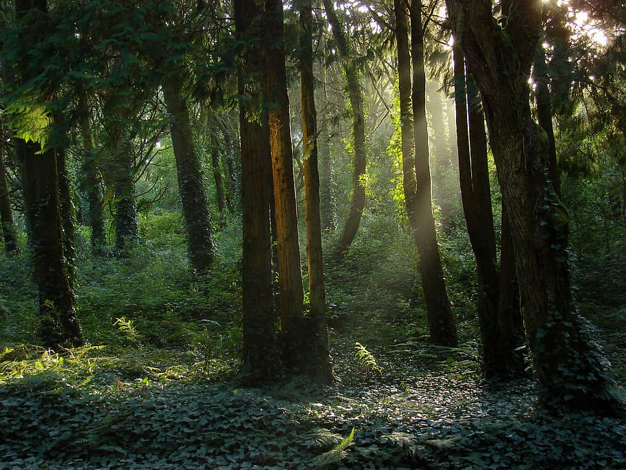 green forest, tree, plant, land, tranquility, beauty in nature HD wallpaper