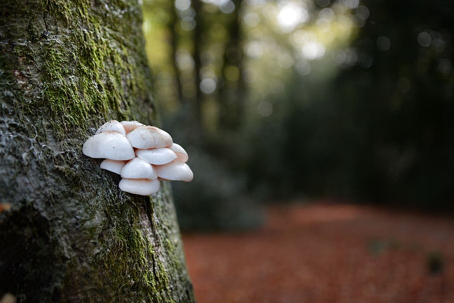 mushroom, tree, forest, nature, autumn, mushrooms, moss, bark HD wallpaper
