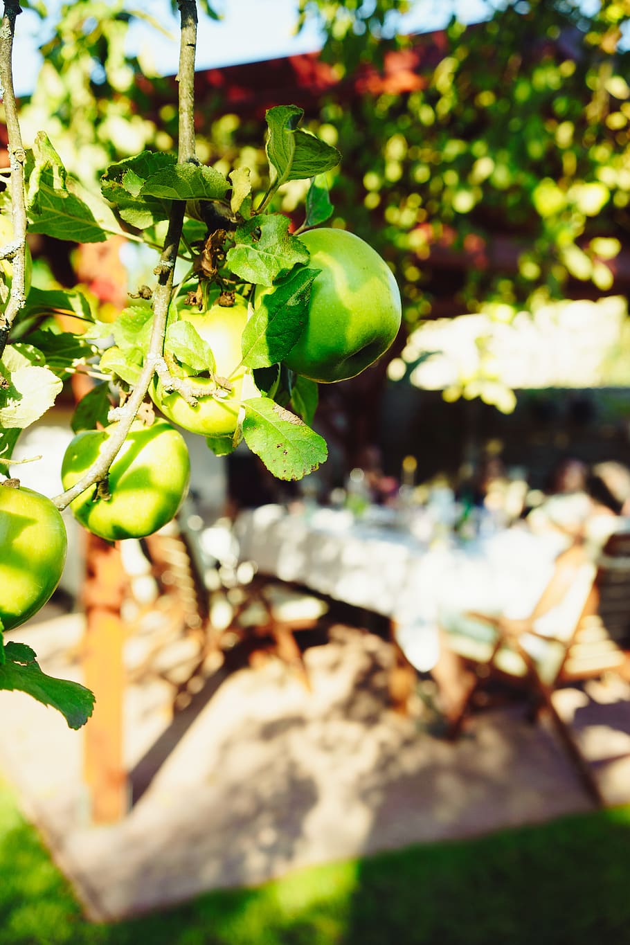 round green fruuit, slovakia, fruit, apple blossom, granny smith apple HD wallpaper