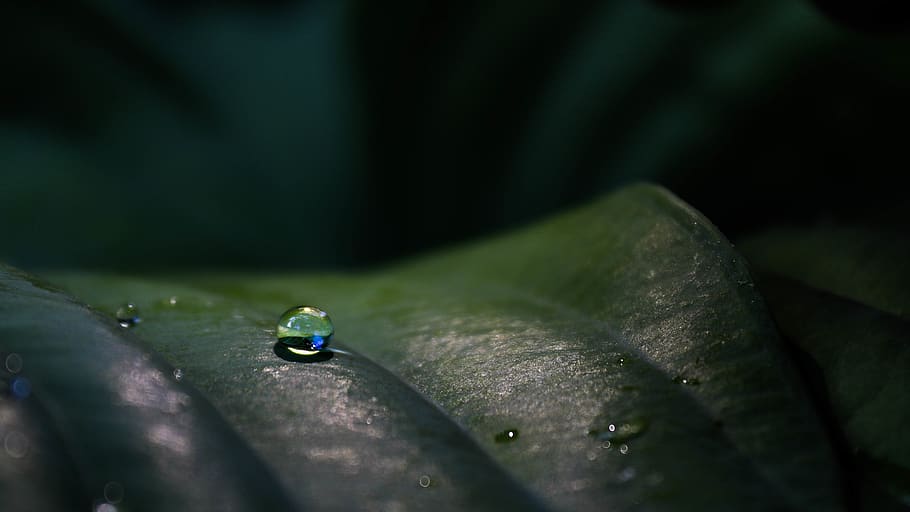 water, waterdrop, green, blue, ball, sphere, leave, background HD wallpaper