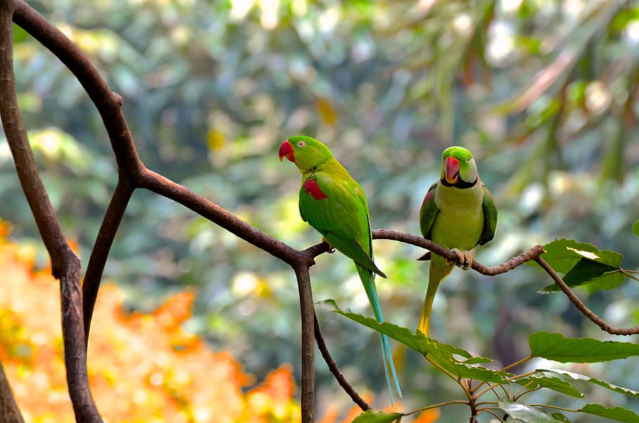 HD wallpaper: birds, rainforest, tropical, animal world, feather ...