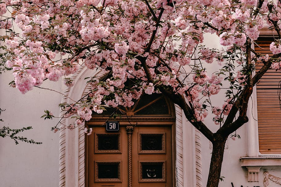 house beside cherryblossom tree, plant, flower, flowering plant HD wallpaper