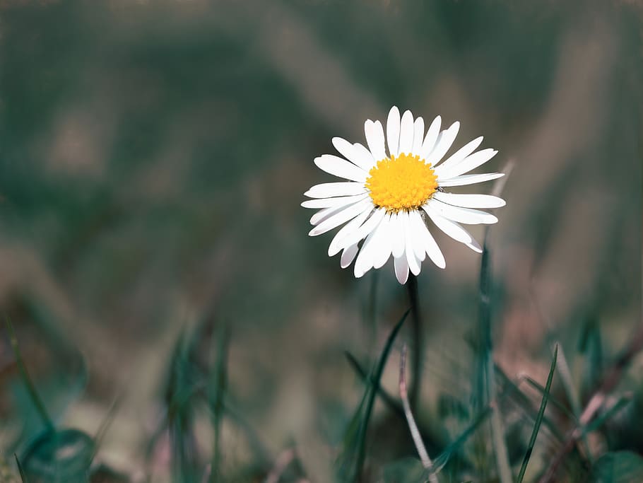 daisy, flower, meadow, summer, nature, white, plant, natural HD wallpaper
