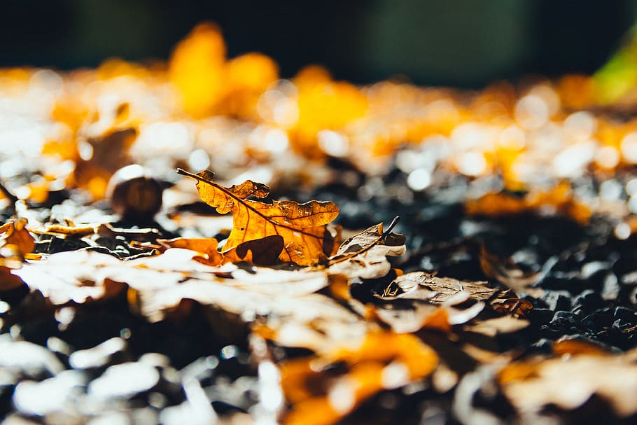 Selective Photography of Brown Dry Maple Leaf on Ground Close-up Photo HD wallpaper