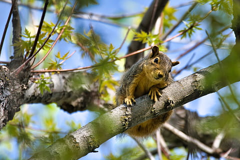 Brown Squirrel on Tree, animal, blurred background, chipmunk HD wallpaper