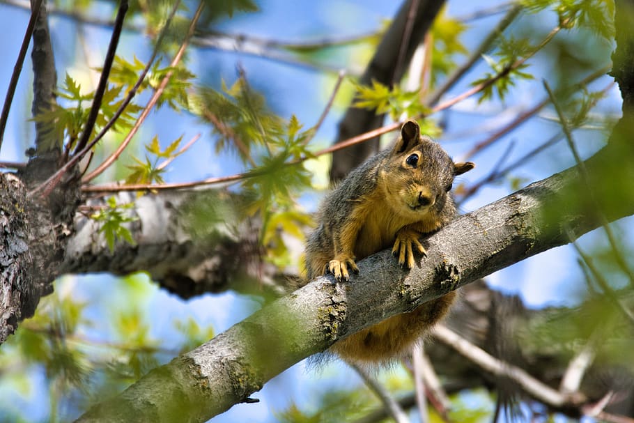 Brown Squirrel on Tree, animal, blurred background, chipmunk HD wallpaper