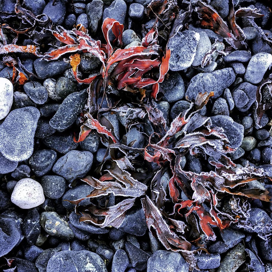 seaweed, frost, plant part, leaf, nature, high angle view, full frame HD wallpaper