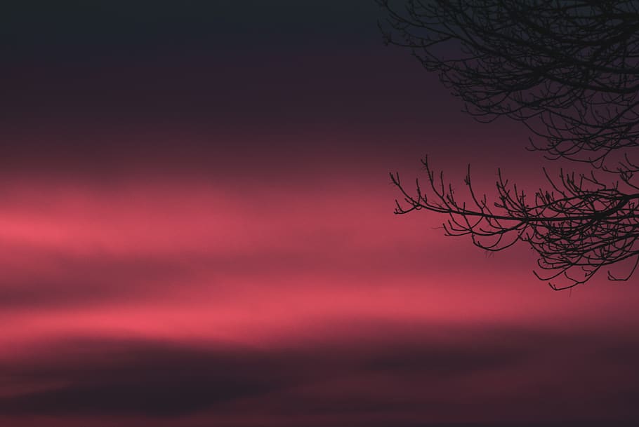 bare tree with red background, nature, outdoors, sky, night, dusk HD wallpaper