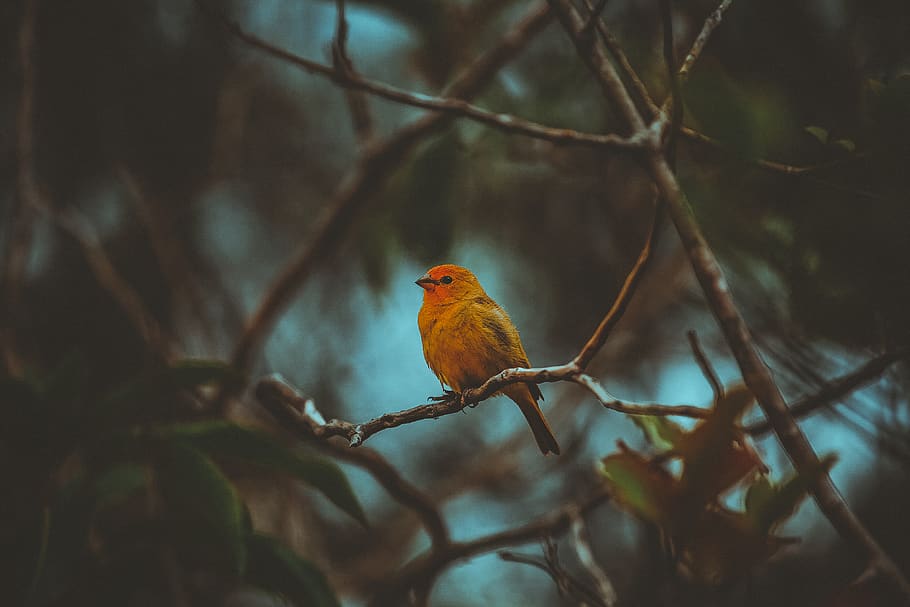 Red and Yellow Bird on Branches, animal, blur, cute, daylight HD wallpaper