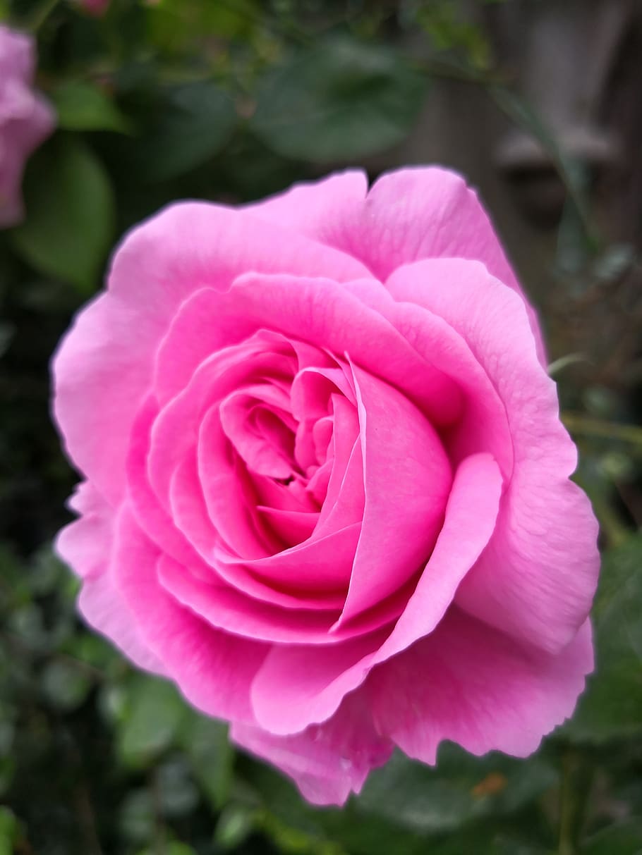 rose, flower, pink, bloom, flowering plant, beauty in nature HD wallpaper