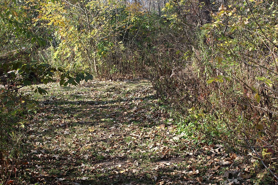 forest, leaves, trees, autumn, fall, path, plant, land, growth HD wallpaper